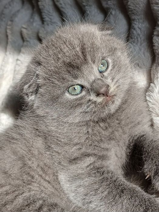 Продаются  породистые   котята голубые шиншилы Скотиш фолд и страйт.