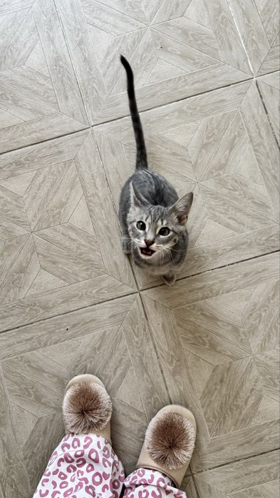 Отдам котенка в хорошие руки