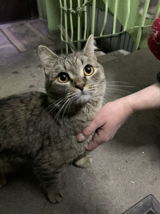 Кошка в добрые руки