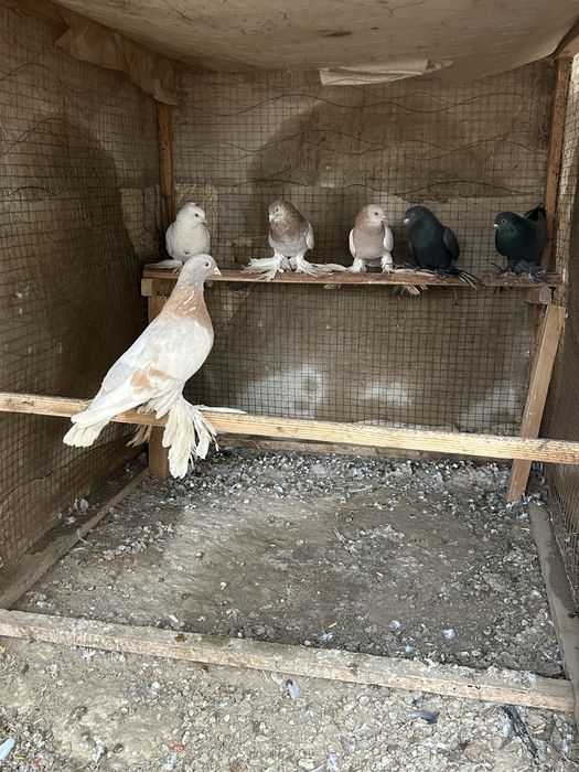 Кептерлер сатылады