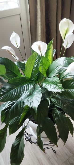 Продам спатифиллум