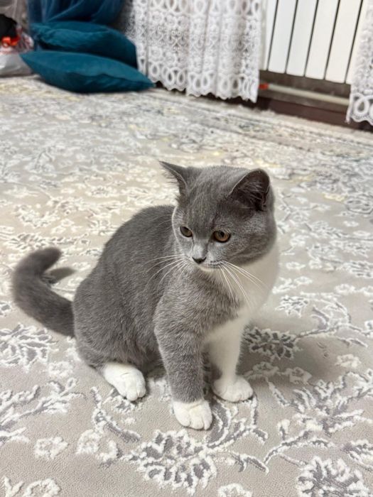 Продается кошка породистая