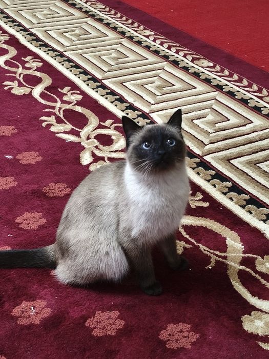 Сиям мушук сотилади