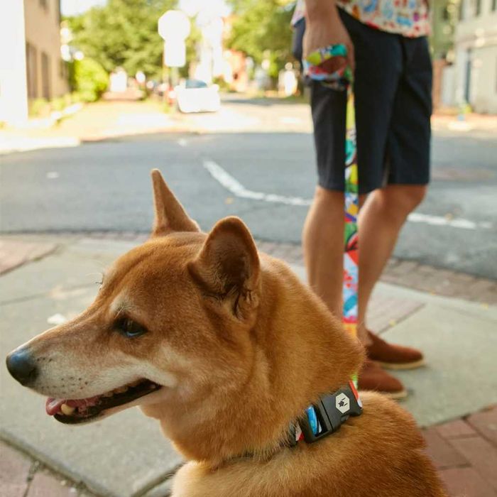 NOU! Zgarda + lesa caine Wolfgang Man & Beast SUA