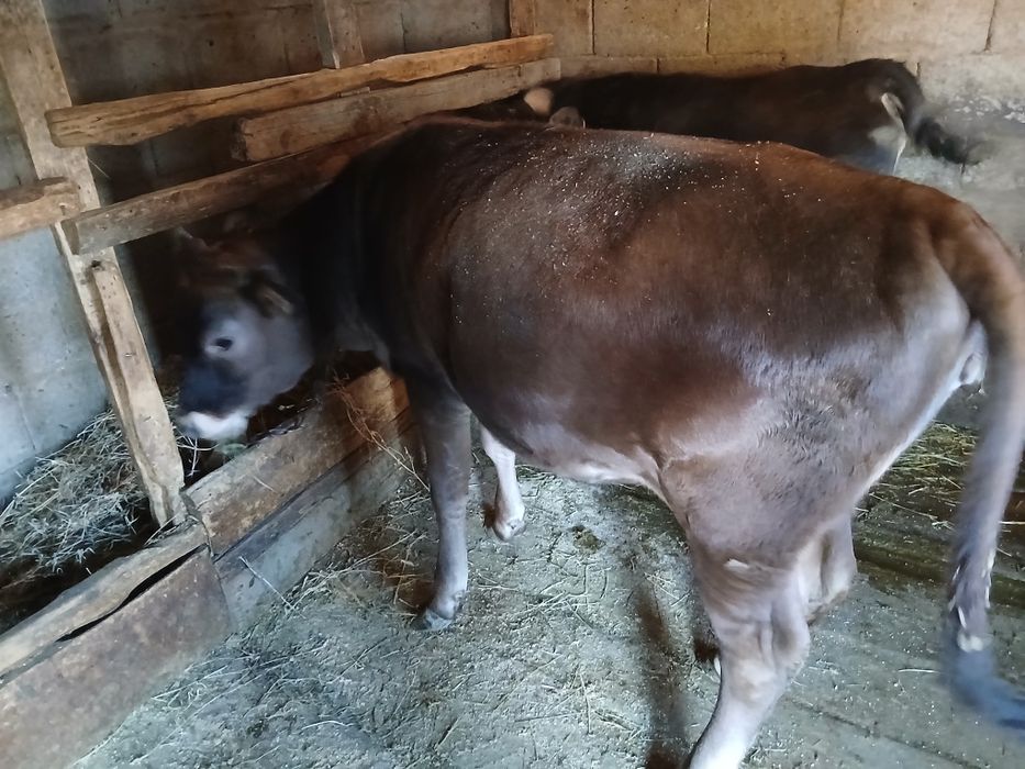 Продам телку через веса