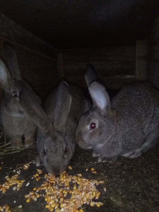 Iepuri de vânzare Prahova