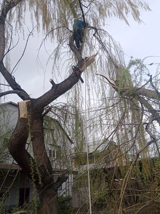 Спил деревьев обрезка плодовых