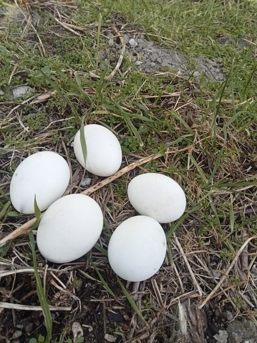 Яйца от кокошки Павловски