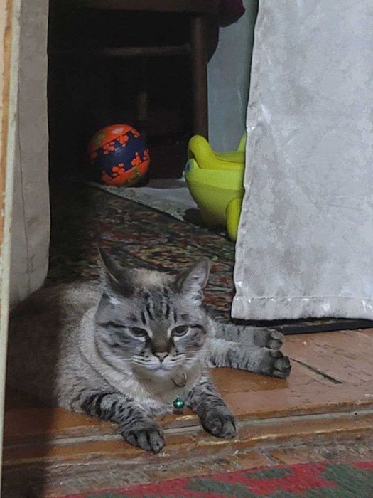 Пропала кошка по кличке Джеси