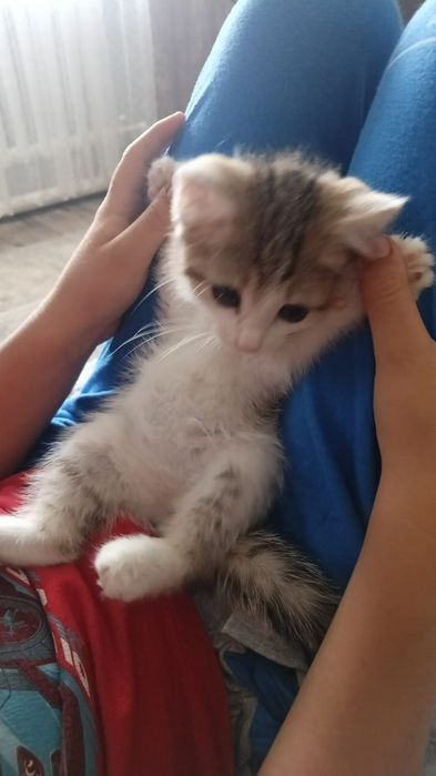 Отдам котенка (мальчик )