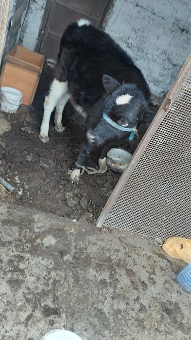 Продам теленка. Девочка.