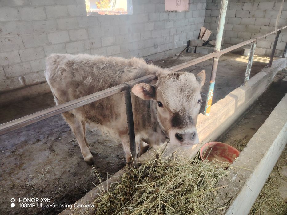 Бұзаулы сиыр сатылады