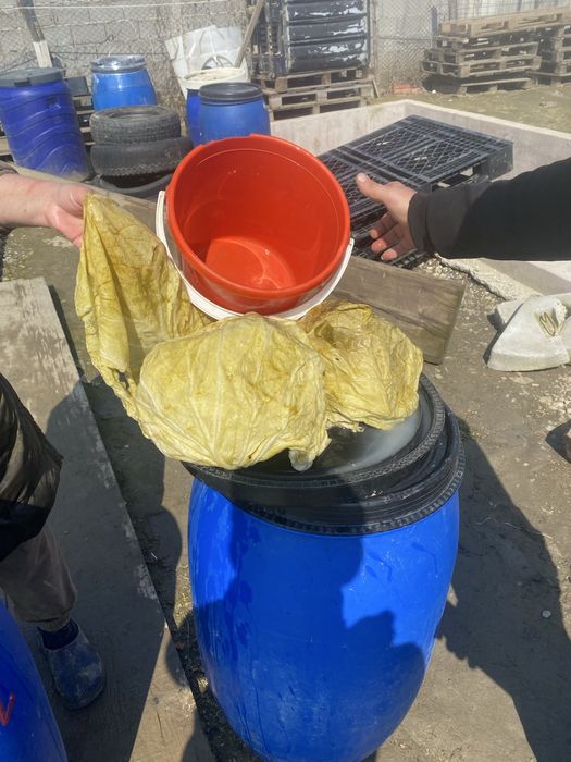 Vand varza murata romaneasca