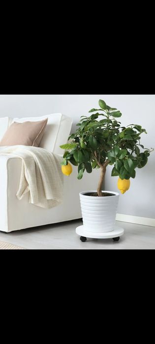 Лимоны Мандарины комнатные растения