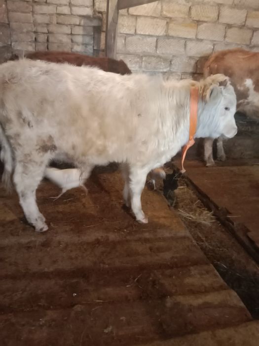 Продам Аулеколь ского