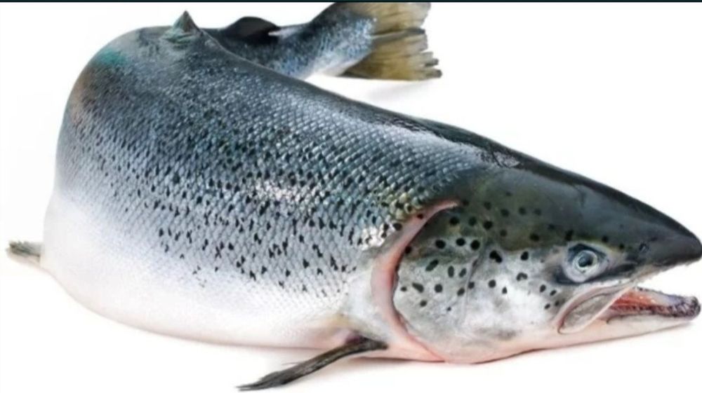 Сахалинский лосось ( сёмга)