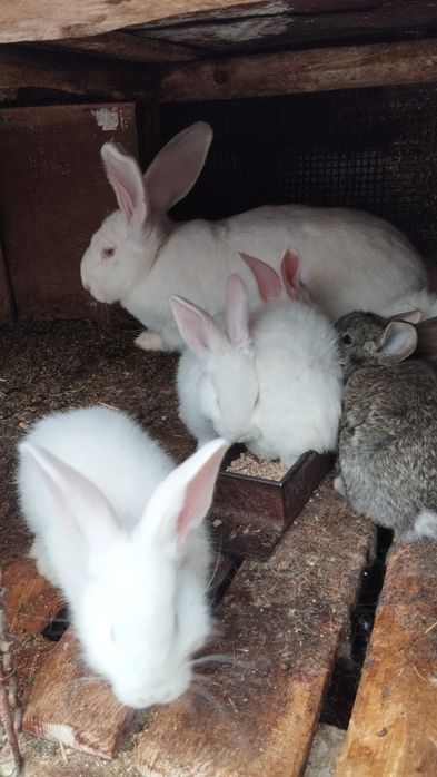 Продаются крольчата