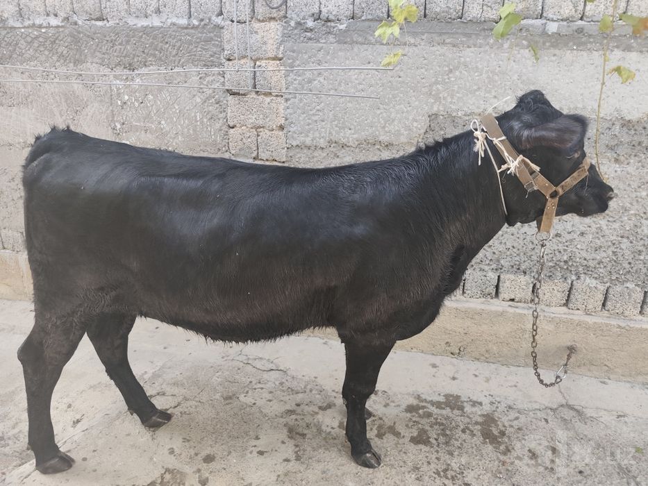 Gunajin sotiladi paroda angus