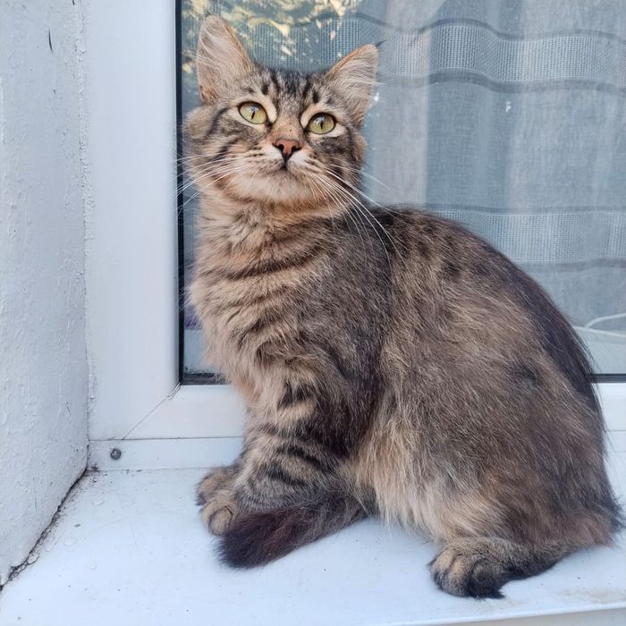 Пристраиваются кошка и кот