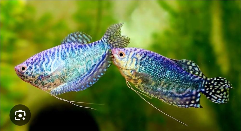 Продам гурами 5см