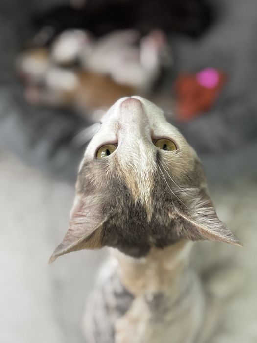 Котятки маленькие