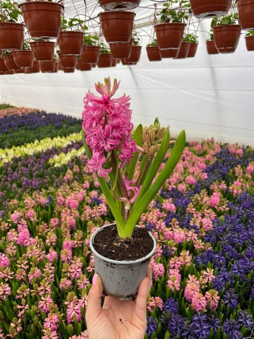 Zambile,primule si Cyclamen