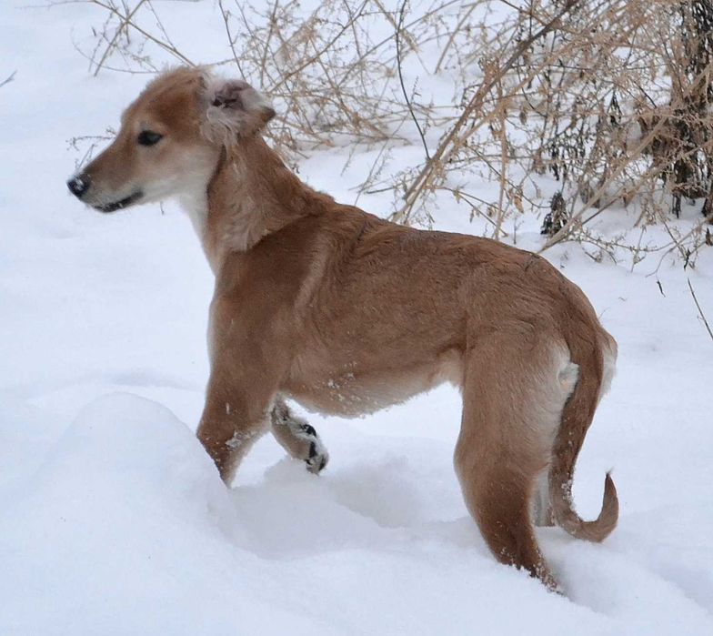Щенки казахский тазы