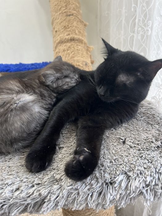 Отдам  котят  три котенка