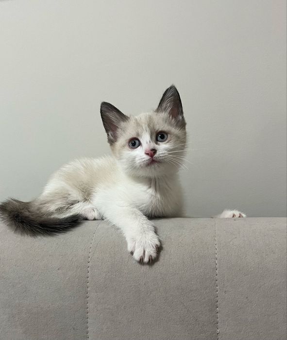 Котята ищут дома