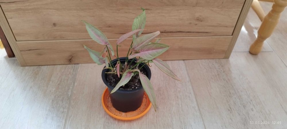 Филодендрон (Philodendron) / Сингониум (Syngonium)