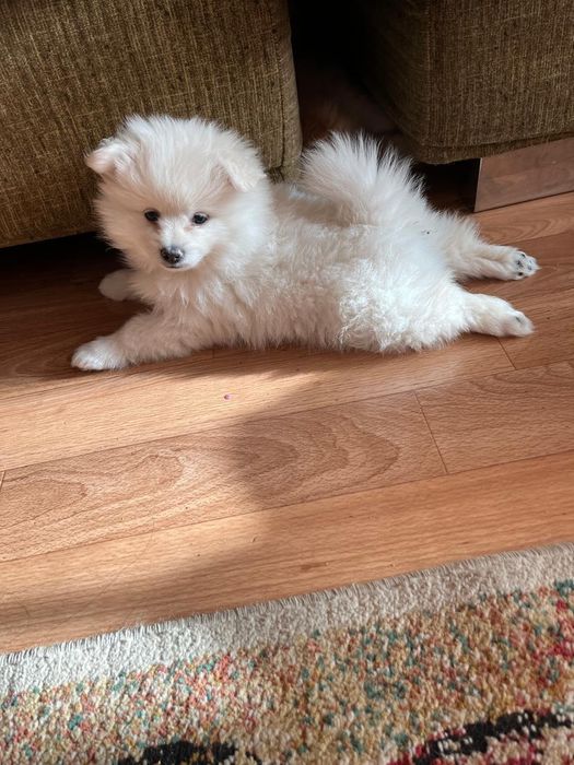 Продам Щенков Немецкого Шпица