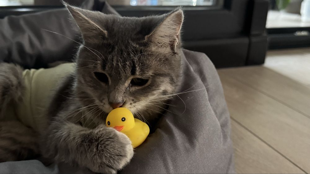 Кошка ласковая и красивая