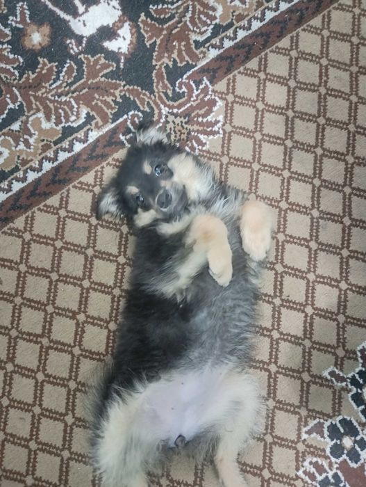 Животные собачка