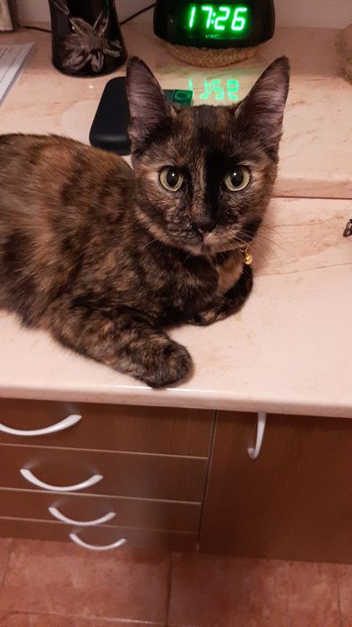 Ofer spre adopție o pisicuța