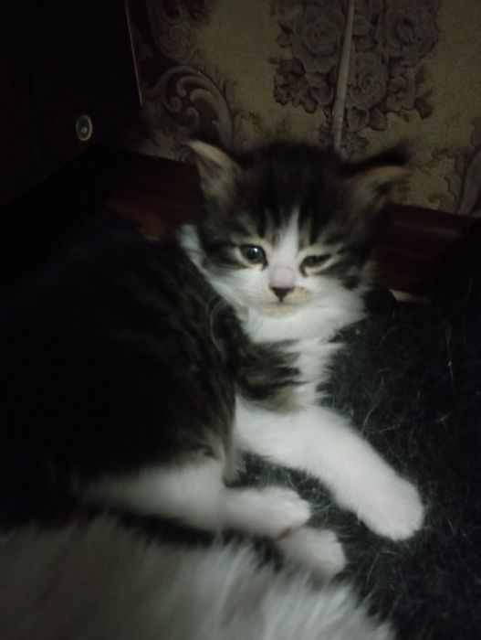 Отдам котят бесплатно