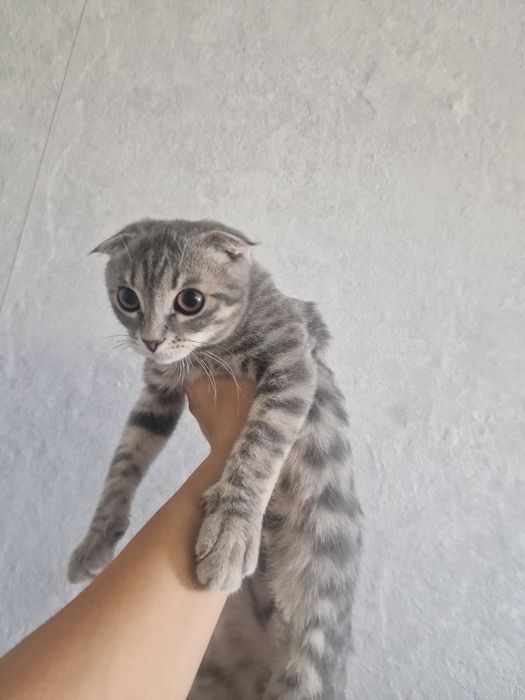 Милый котик ищет себе дом