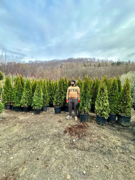 Plante Ornamentale pentru Spatii Rezidentiale