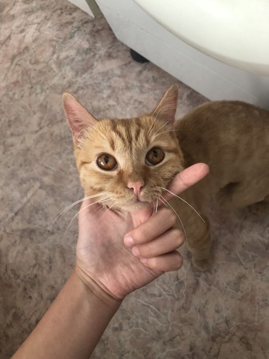 Отдам кошку в добрые руки бесплатно