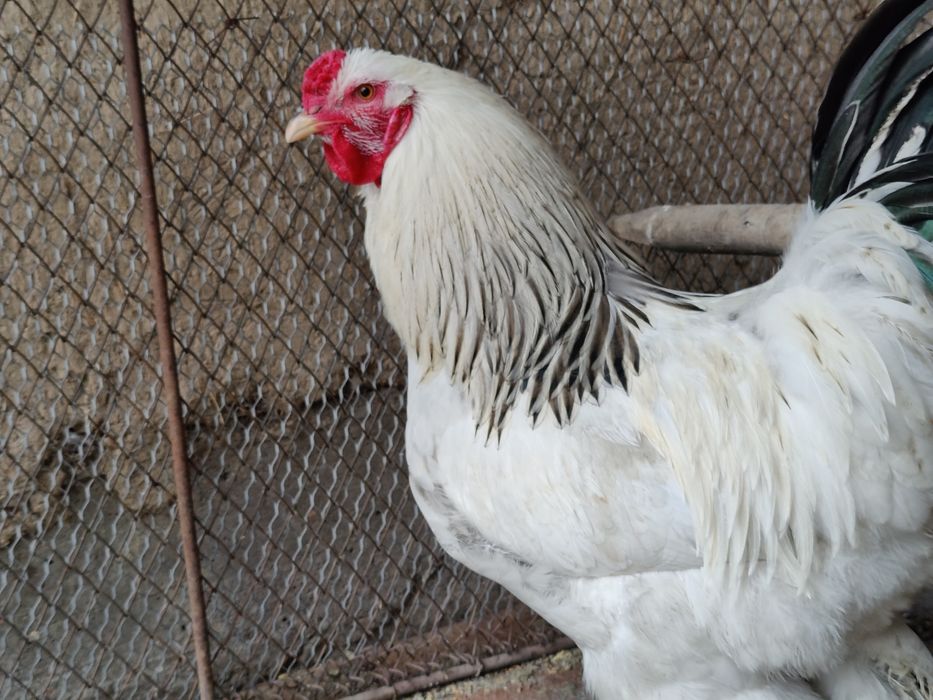 Қораз брама - петух брама