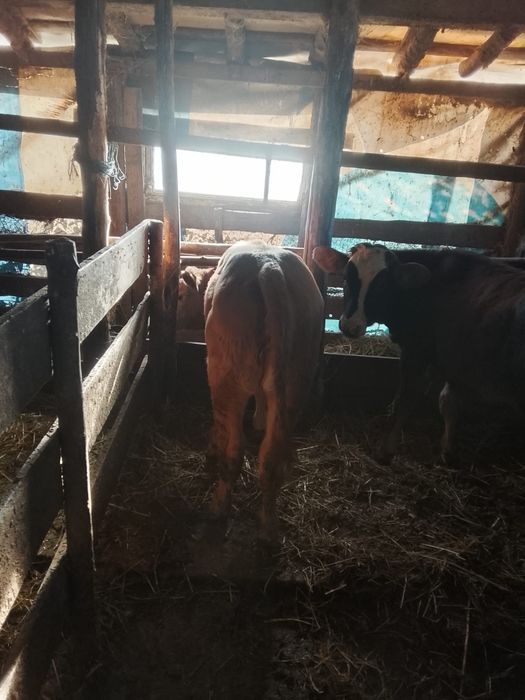 De vânzare viței