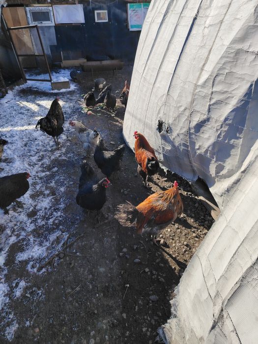 Продам петухов молодых