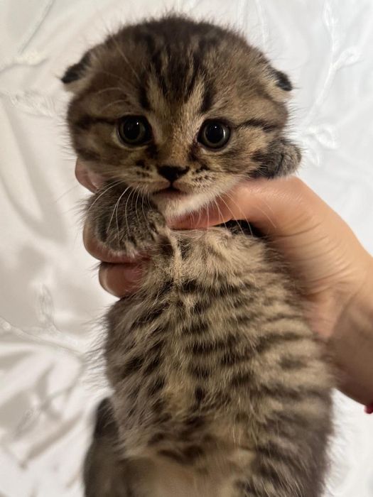 Котята вислоухие