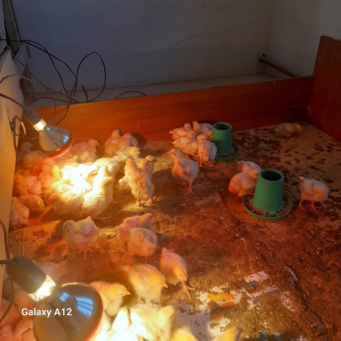 Бройлер кооб 500