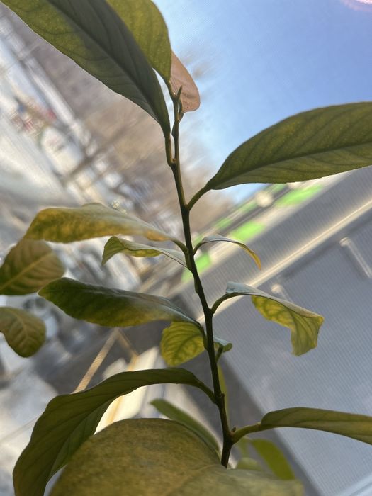 Лимон и Мандарин, мята