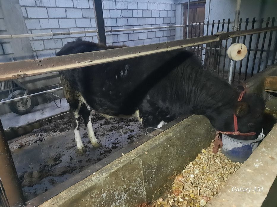 Qora mol sotlad paroda limuzin yeyish zor yoshga nisbatan ancha kata