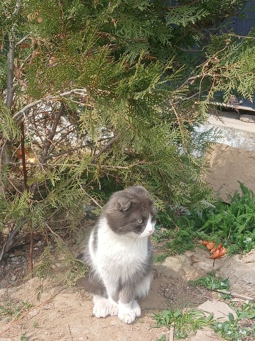 Продам котят красивых