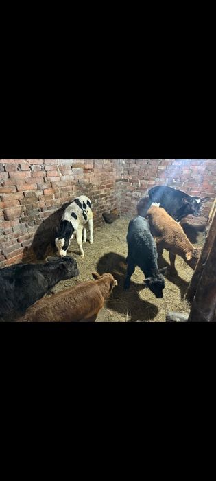 Продам телят 5 тёлочек