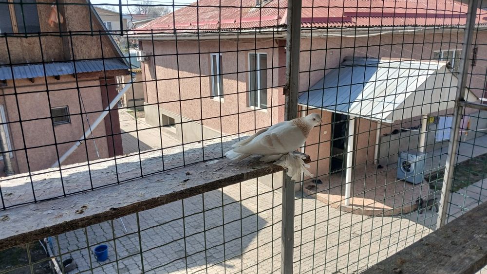 Голуби голуби голуби