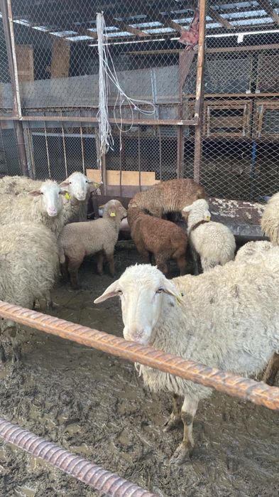 Бараны  с ягнятами