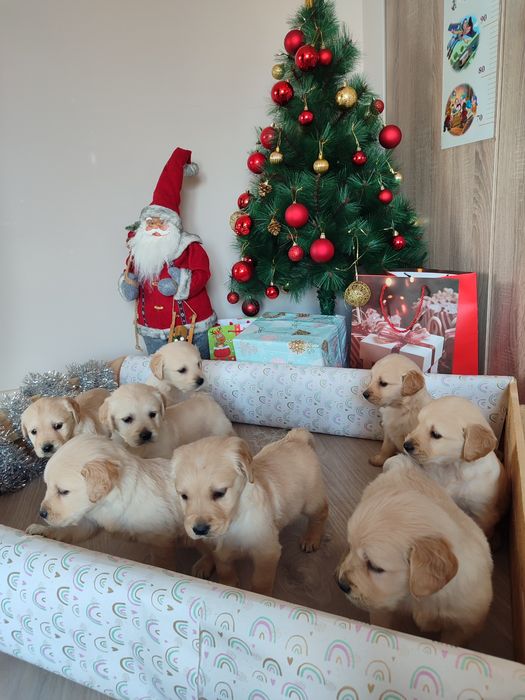 Голдън  ретривър